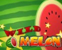 와일드 메론